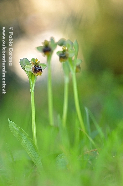 Ophrys x sommieri